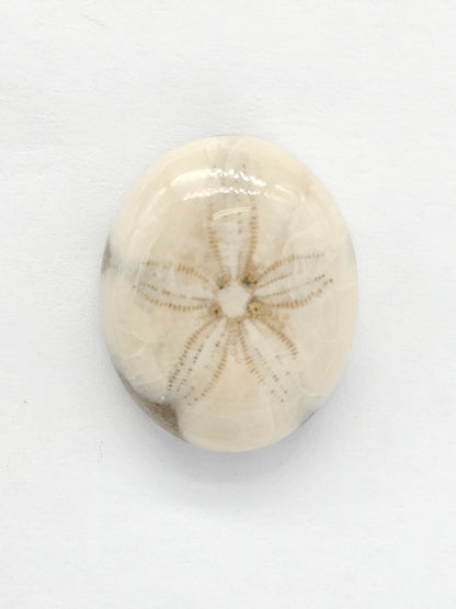 Sand Dollar Fossil - Medium