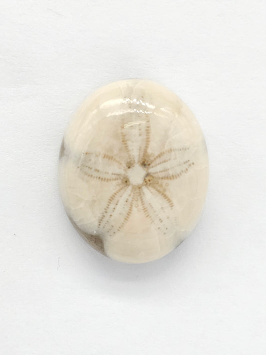 Sand Dollar Fossil - Medium