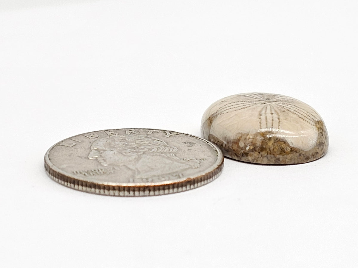 Sand Dollar Fossil - Medium