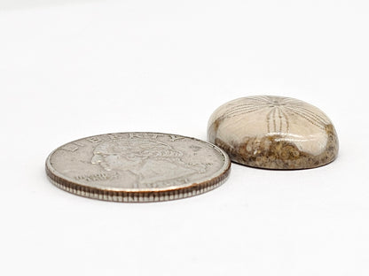 Sand Dollar Fossil - Medium