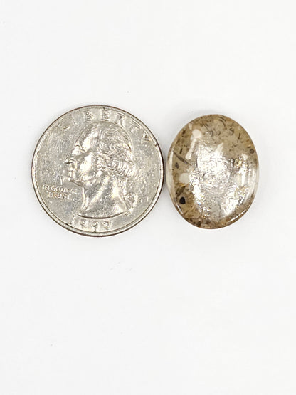 Sand Dollar Fossil - Medium