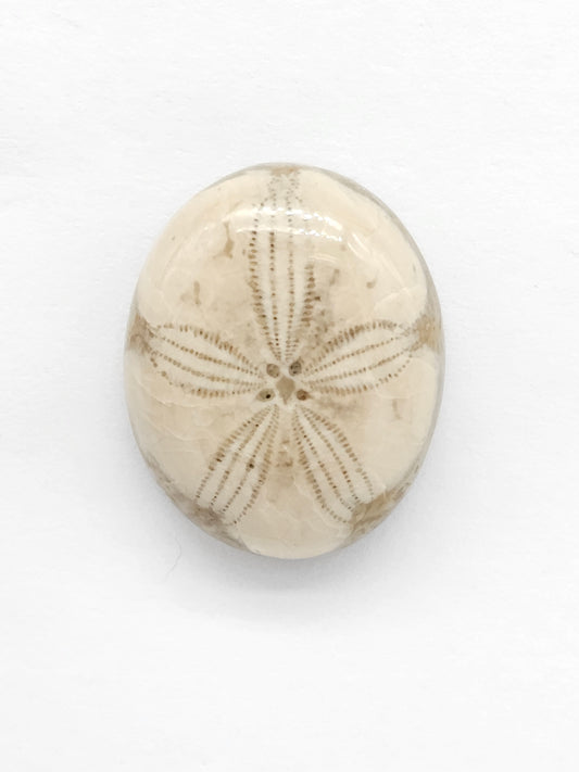 Sand Dollar Fossil - Medium