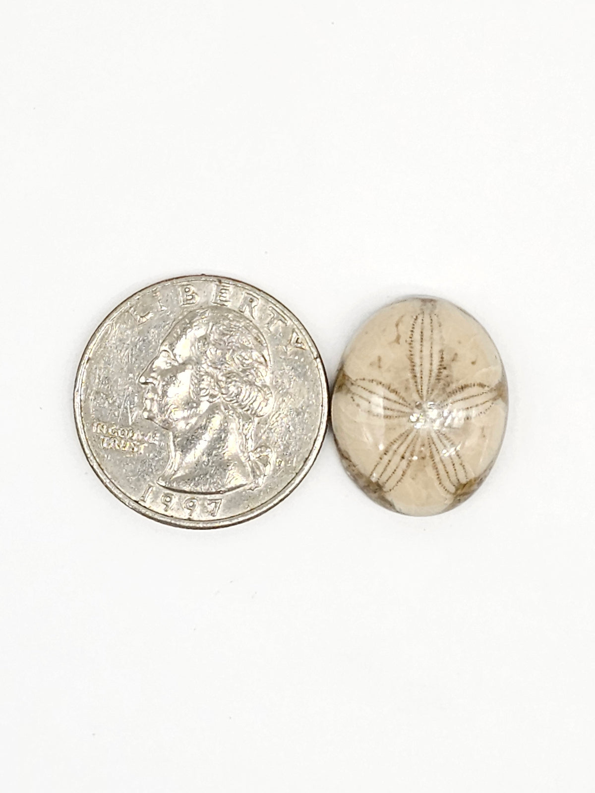 Sand Dollar Fossil - Medium