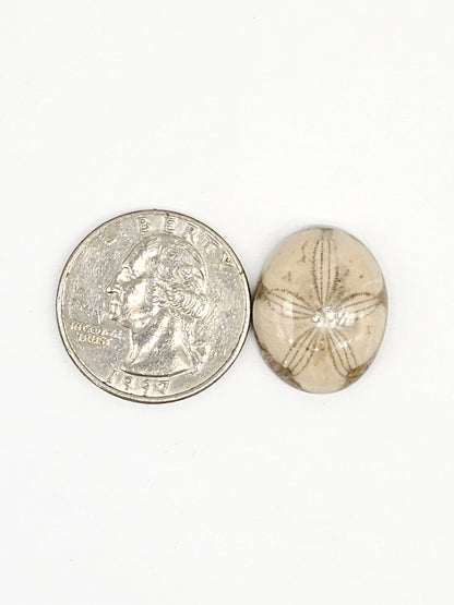 Sand Dollar Fossil - Medium