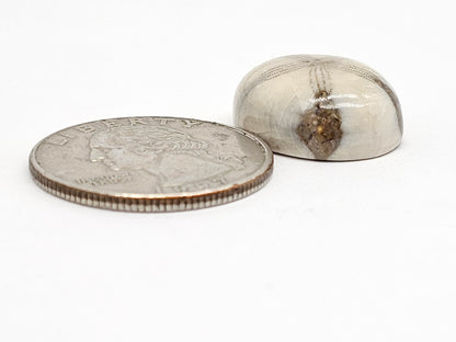 Sand Dollar Fossil - Medium