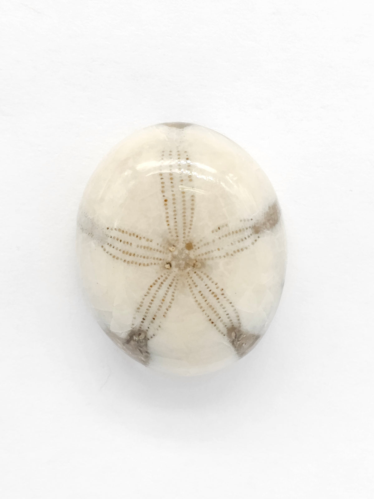 Sand Dollar Fossil - Medium