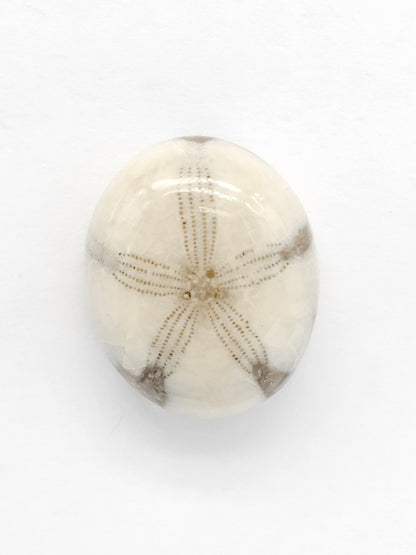 Sand Dollar Fossil - Medium