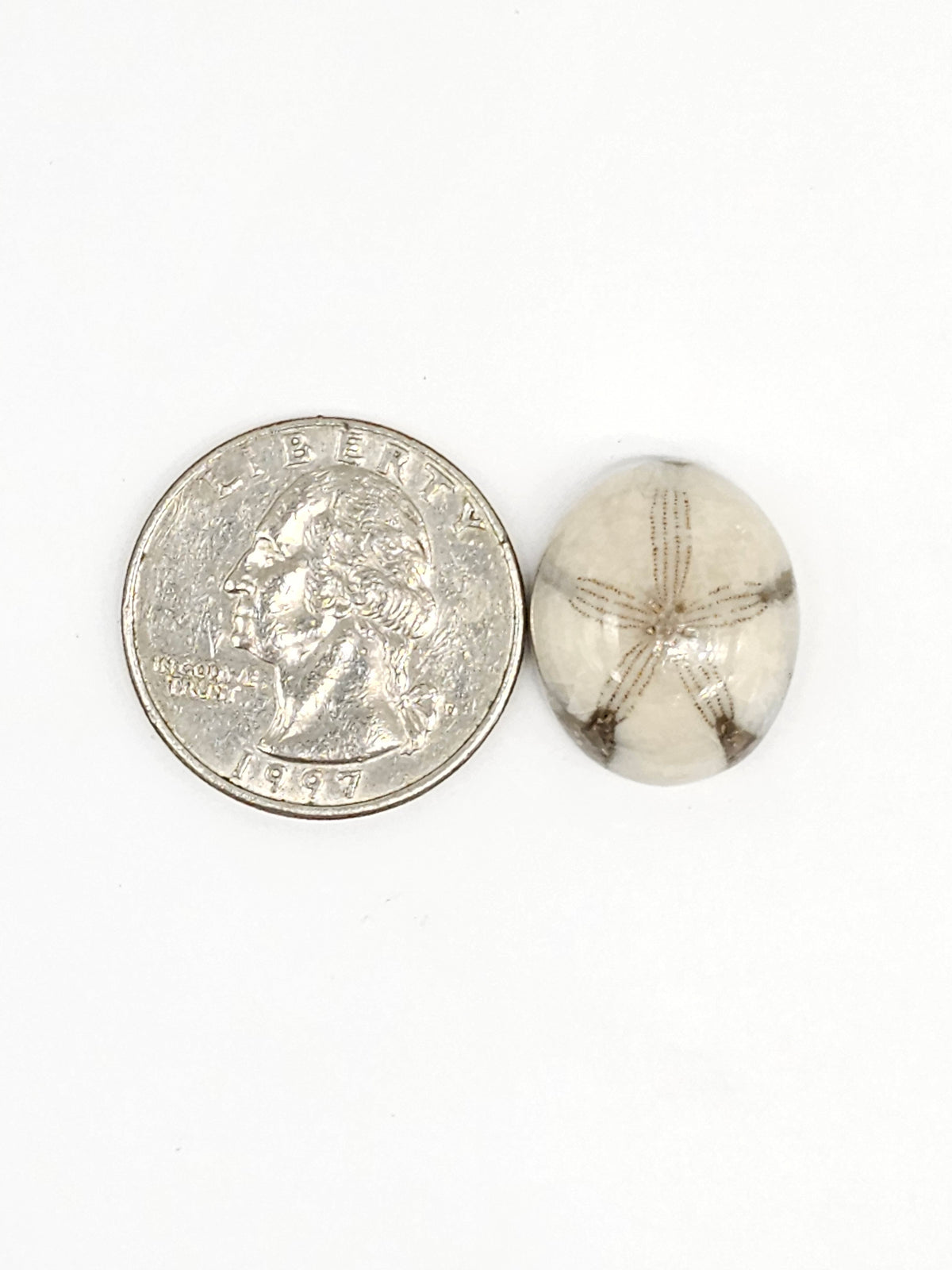 Sand Dollar Fossil - Medium