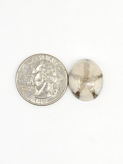 Sand Dollar Fossil - Medium