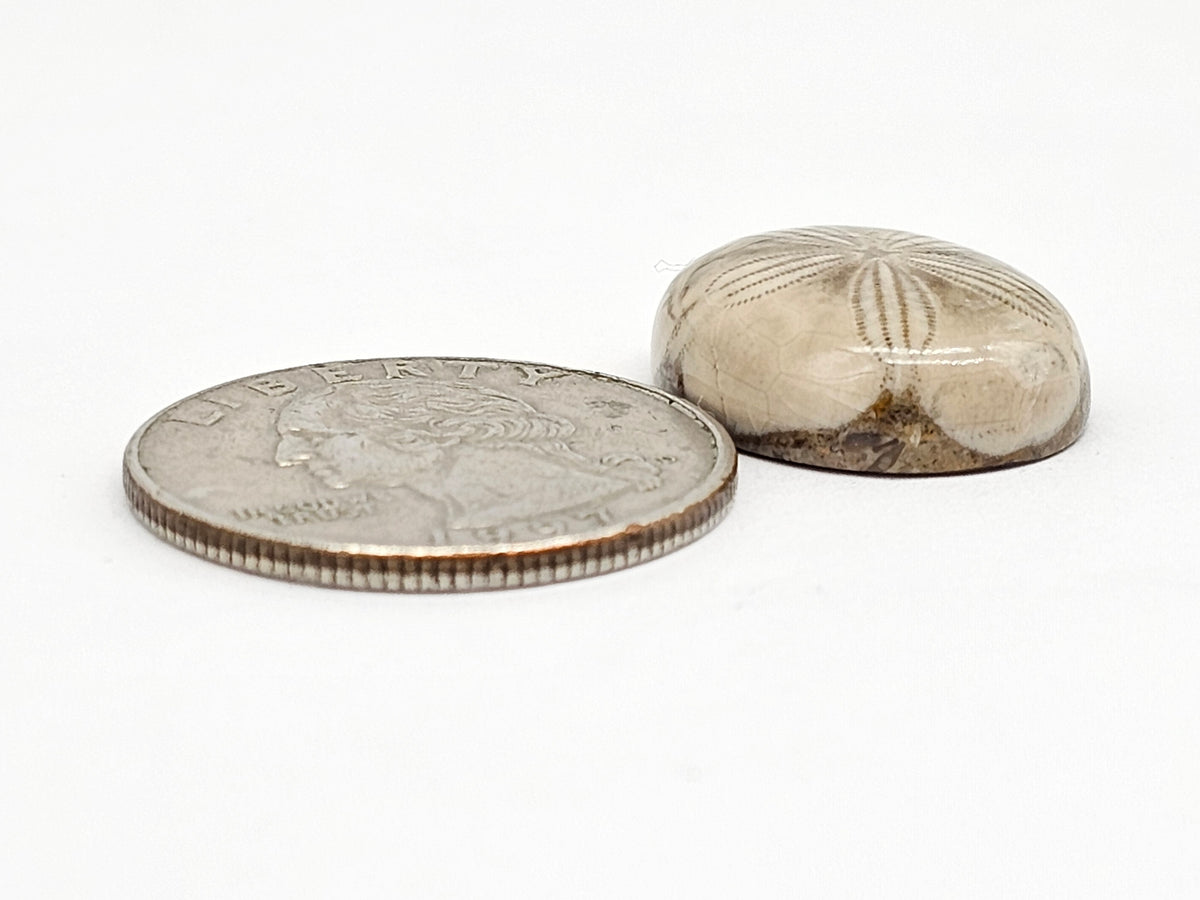 Sand Dollar Fossil - Medium