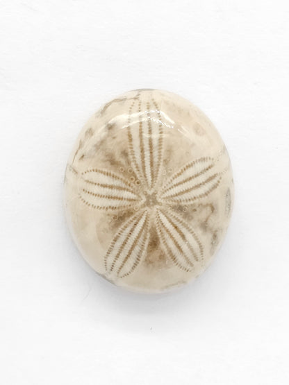 Sand Dollar Fossil - Medium
