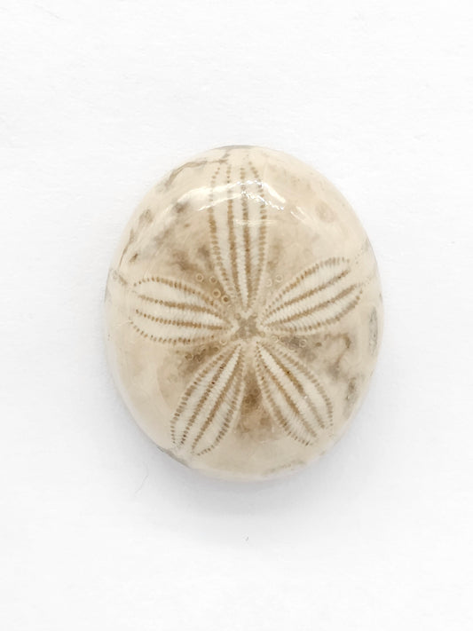 Sand Dollar Fossil - Medium
