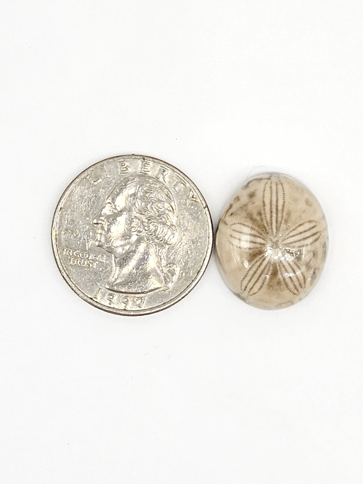 Sand Dollar Fossil - Medium