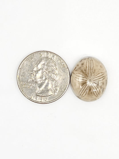 Sand Dollar Fossil - Medium