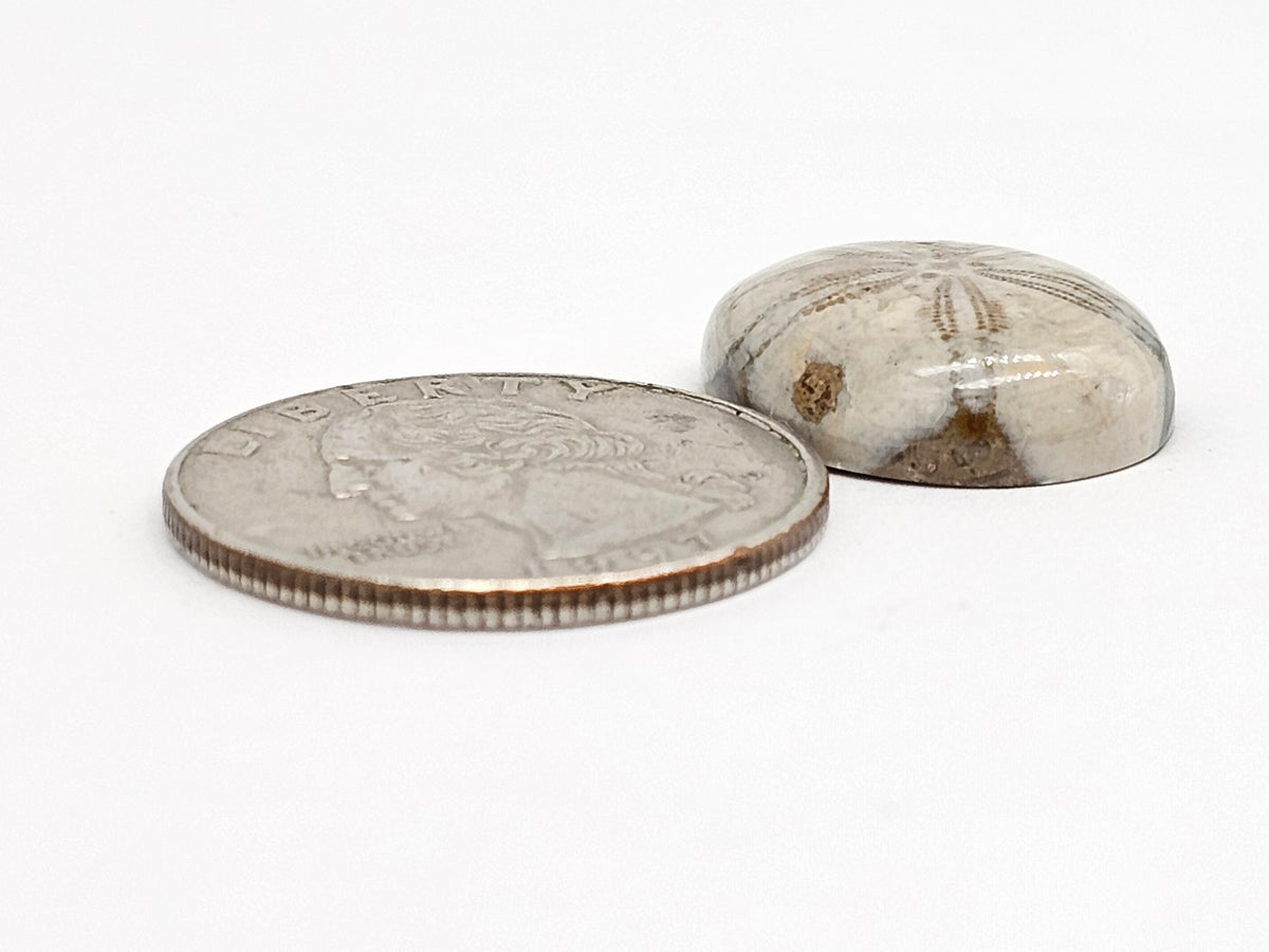 Sand Dollar Fossil - Medium