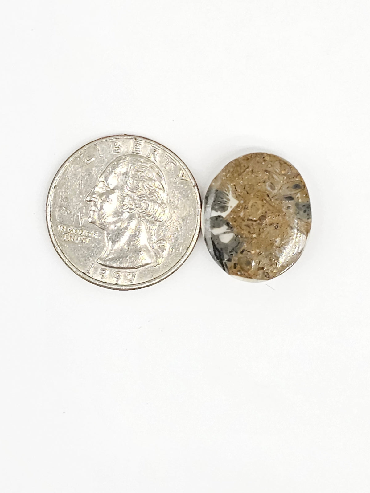 Sand Dollar Fossil - Medium
