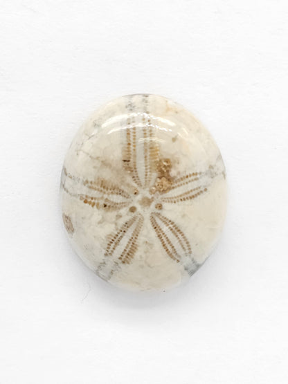 Sand Dollar Fossil - Medium