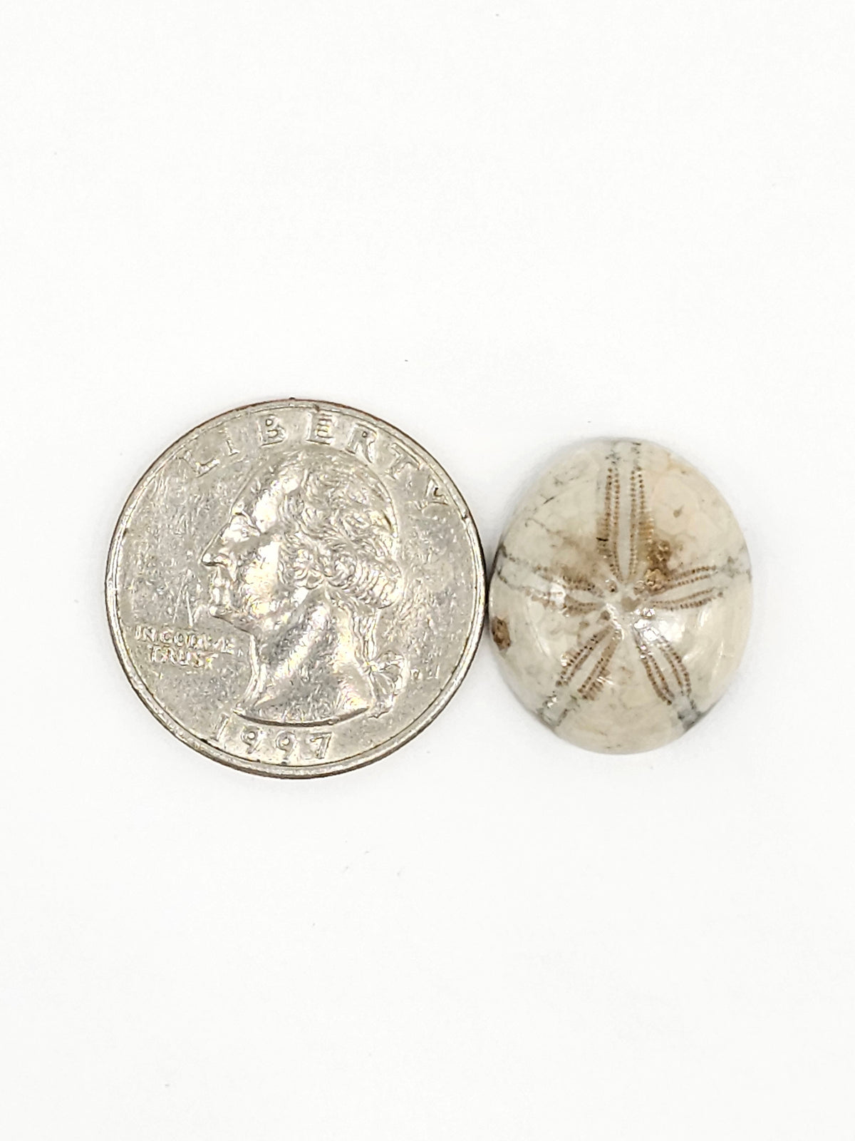 Sand Dollar Fossil - Medium
