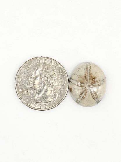 Sand Dollar Fossil - Medium