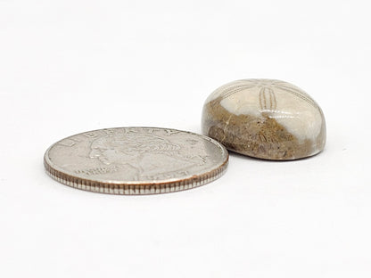 Sand Dollar Fossil - Medium