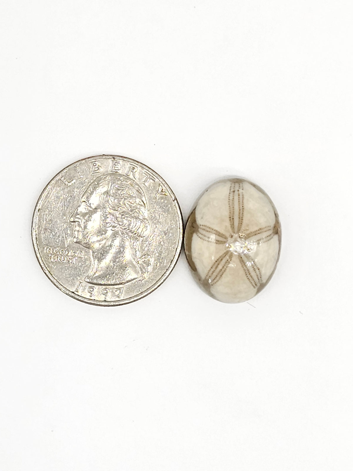 Sand Dollar Fossil - Medium