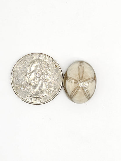 Sand Dollar Fossil - Medium