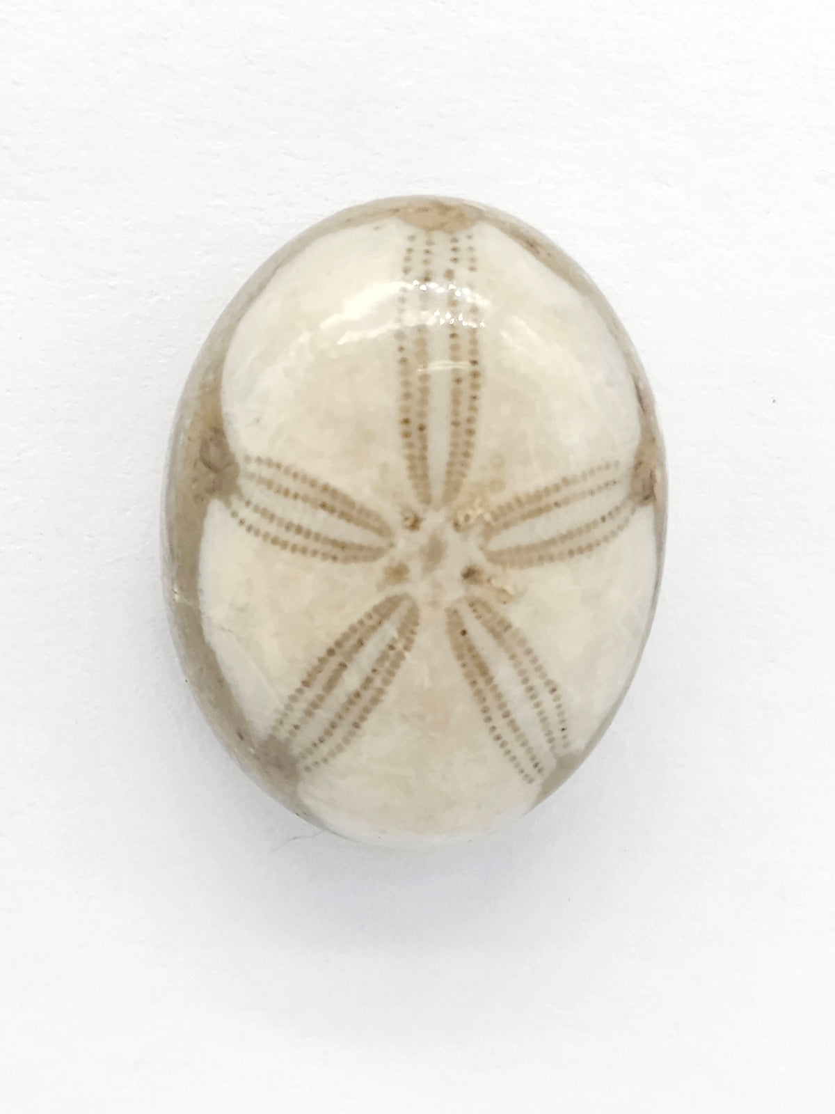 Sand Dollar Fossil - Medium