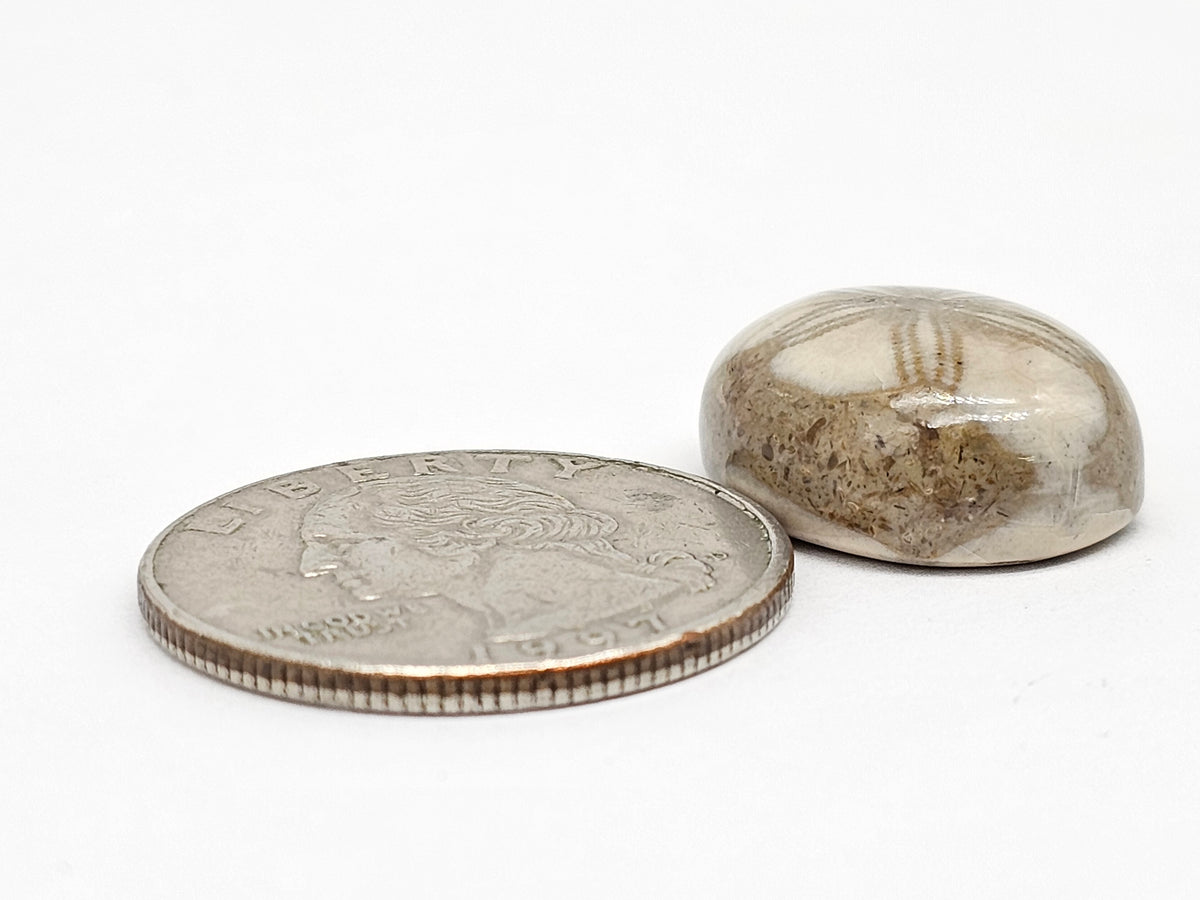 Sand Dollar Fossil - Medium