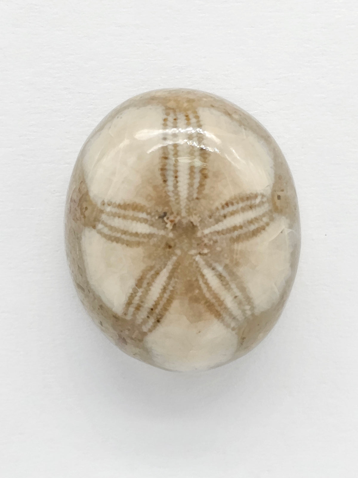 Sand Dollar Fossil - Medium