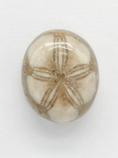 Sand Dollar Fossil - Medium