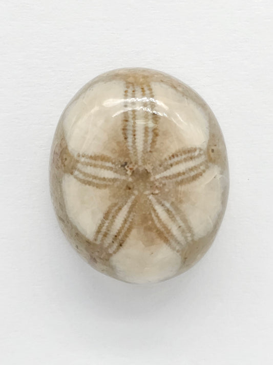Sand Dollar Fossil - Medium