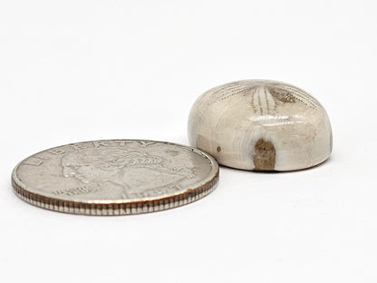 Sand Dollar Fossil - Medium