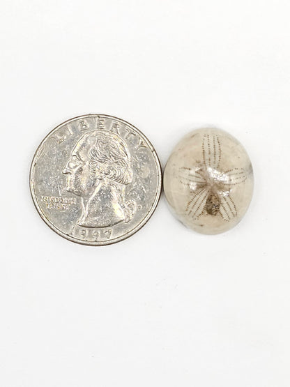 Sand Dollar Fossil - Medium