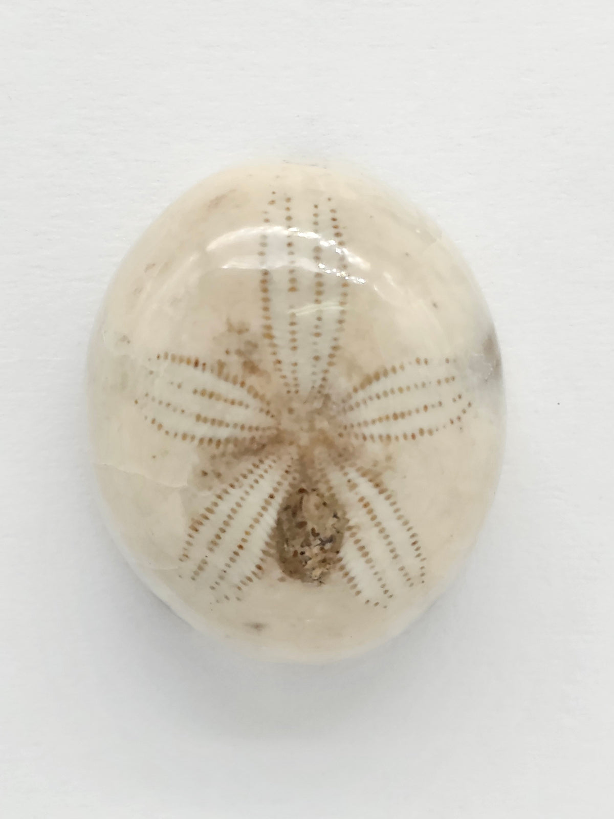 Sand Dollar Fossil - Medium