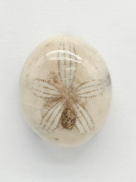 Sand Dollar Fossil - Medium