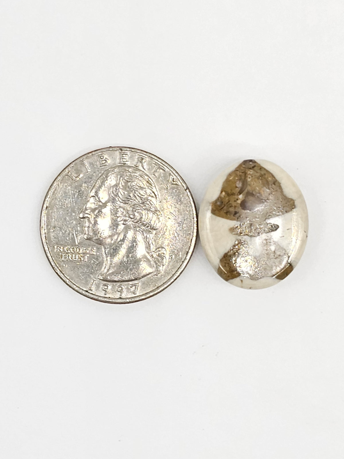 Sand Dollar Fossil - Medium