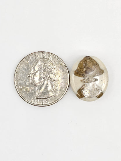Sand Dollar Fossil - Medium