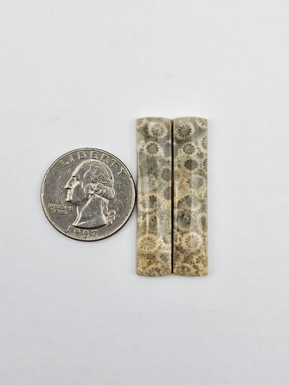 Fossilized Coral pair