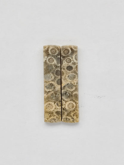 Fossilized Coral pair