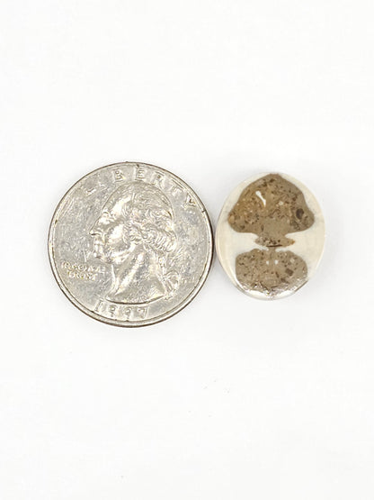 Sand Dollar Fossil - Medium