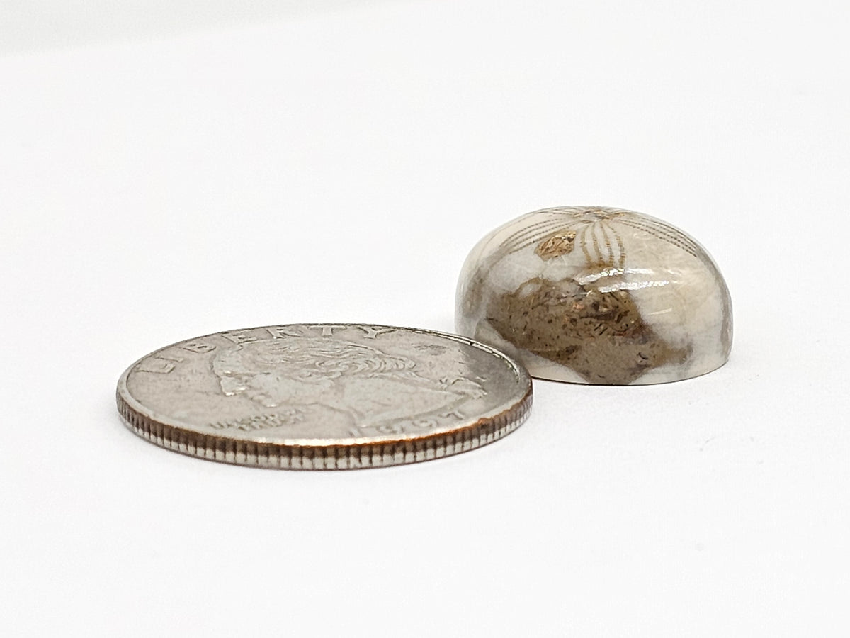 Sand Dollar Fossil - Medium