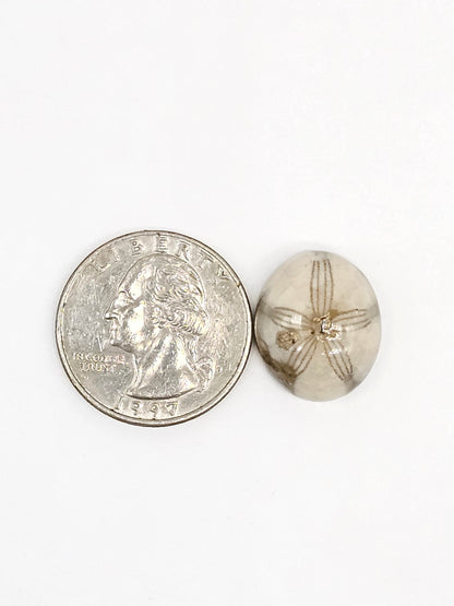 Sand Dollar Fossil - Medium