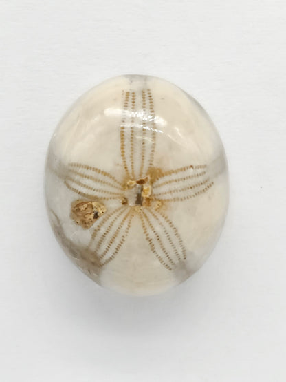 Sand Dollar Fossil - Medium