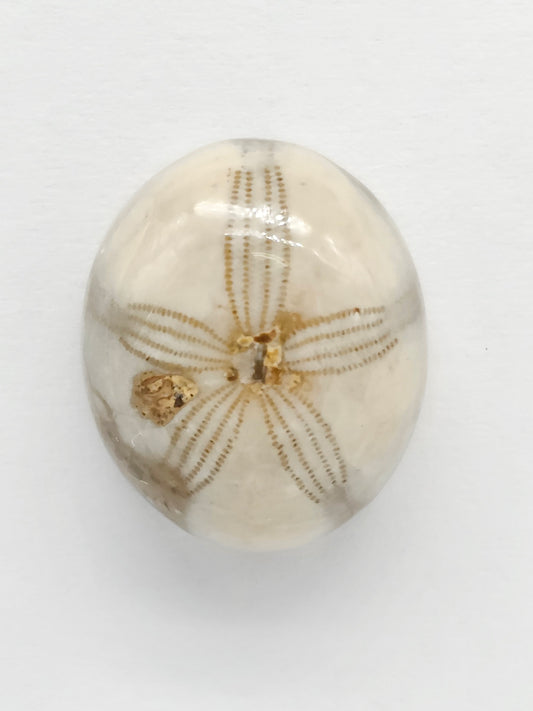 Sand Dollar Fossil - Medium