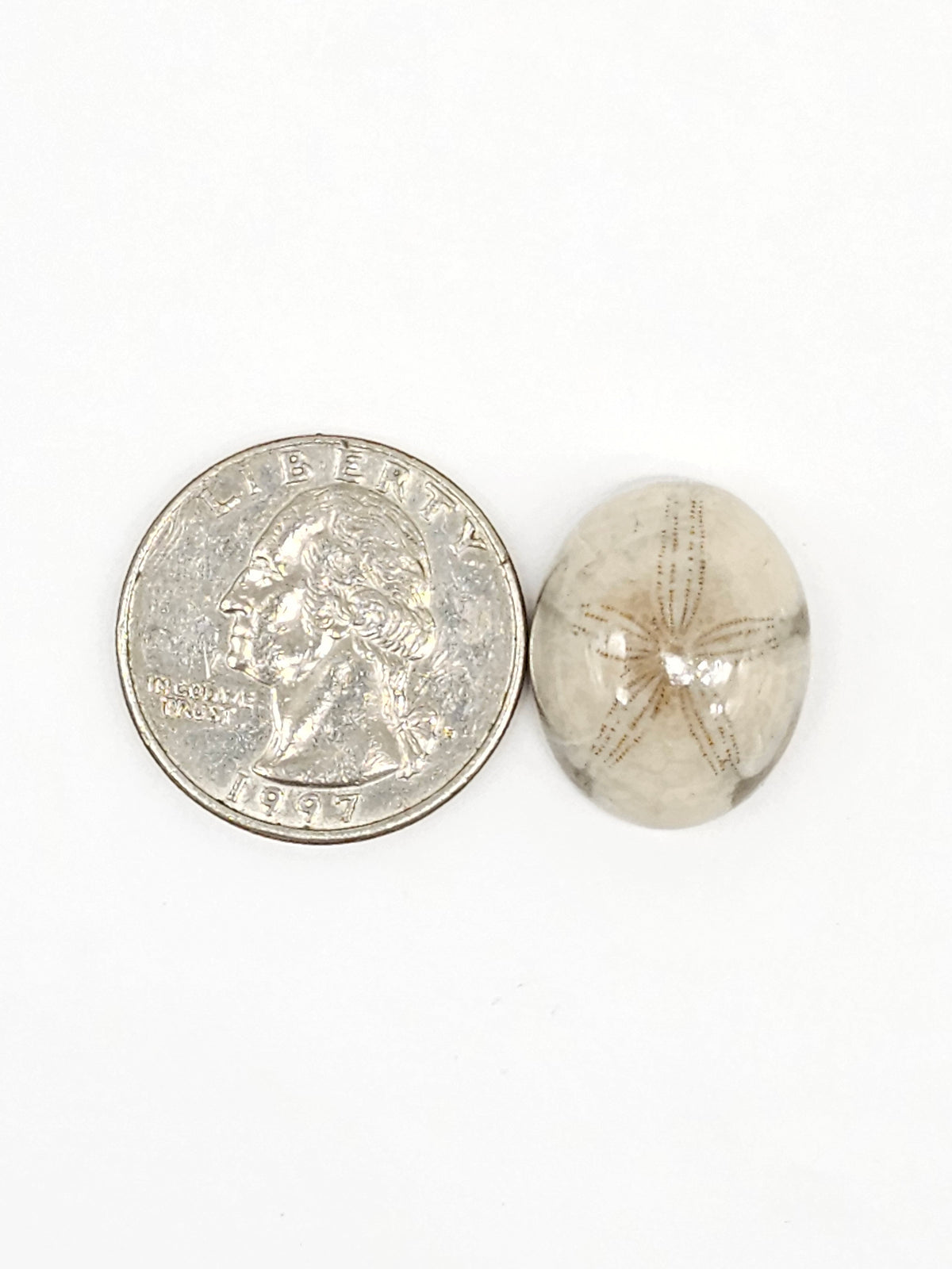 Sand Dollar Fossil - Medium