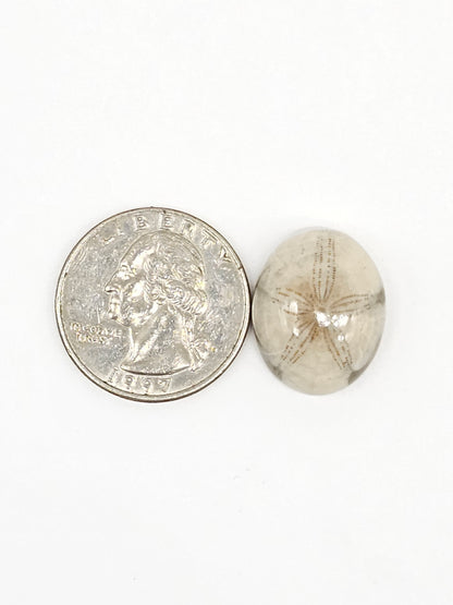 Sand Dollar Fossil - Medium