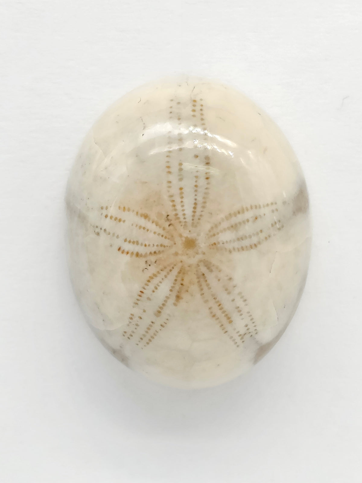 Sand Dollar Fossil - Medium