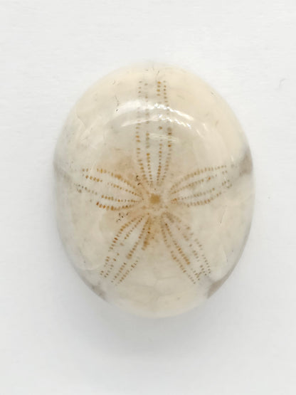 Sand Dollar Fossil - Medium