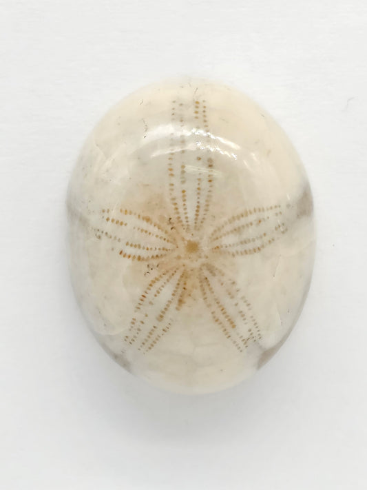 Sand Dollar Fossil - Medium