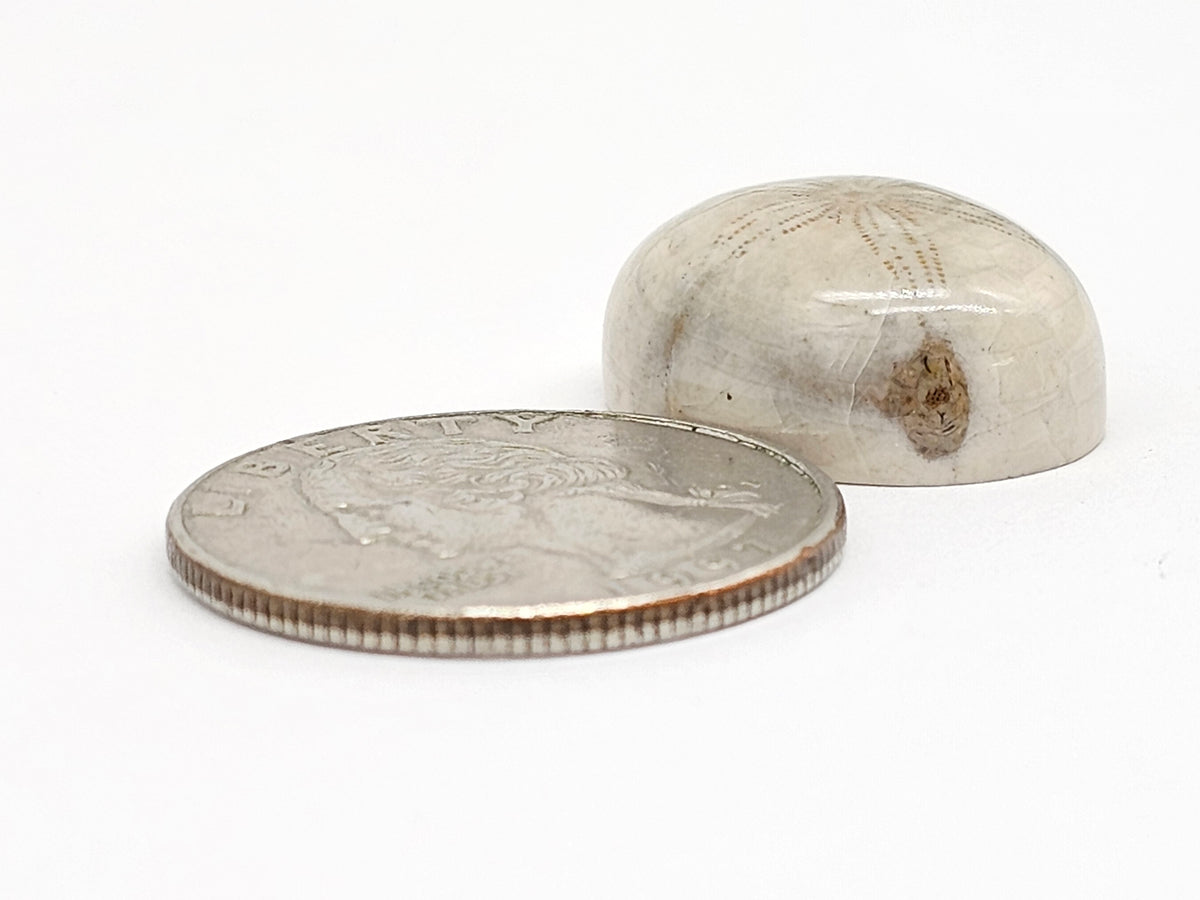 Sand Dollar Fossil - Medium